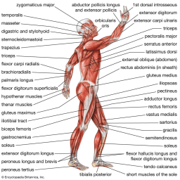 Being a Ligament (What Holds Us Together)